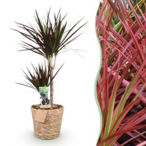 e5cc5596912140bb84b749e043b891cc155b0cdb458f4c64b010b70ceb08c800.jpg Dracaena Magenta - Drachenbaum - Pflegeleicht - mit Korb - Grün