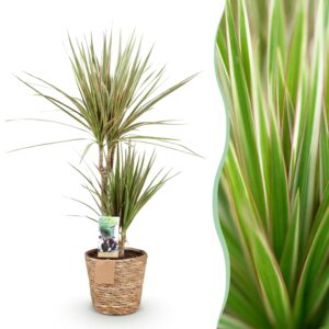 de3d6dc7a08940daa13c9f03632449d6e736200b5c6145bc8d4d462fcdd907d2.jpg Dracaena Marginata Bicolour - Drachenbaum - Pflegeleicht - mit Korb - Grün