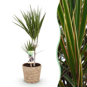 7357f4b75d304a06b9788735e899234fe9f0b861cbda4275993eaf5c637a7889.jpg Dracaena Marginata - Drachenbaum - Pflegeleicht - mit Korb - Grün