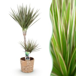 1eb8747064eb4b8fbd83a984bf248eb4a44a0360035c4687a66954adeb12f5dd.jpg Dracaena Marginata Bicolour - Drachenbaum - Pflegeleicht - mit Korb - Grün