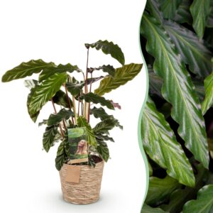 667ec4e363ef4f14950731381ee896cfc645bd2d5ab1418a8ecd908d1356c6eb.jpg Calathea Rufibarba - Pfauenpflanze - Pflegeleicht - mit Korb - Grün