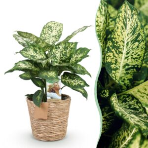 c25f38ee0de1491b95f576e8dc98d75bb36488f228884abfae1720bc206c4706.jpg Diefenbachia Compacta - Dieffenbachia - Pflegeleicht - mit Korb - Grün