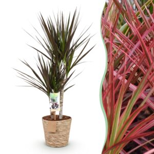 08532409d1194c43b76e166a18303070d7b7bd0c094a475589d8984cbf29b9a1.jpg Dracaena Magenta - Drachenbaum - Pflegeleicht - mit Korb - Grün