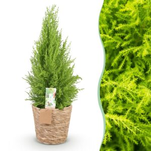 5f5bf73fee72438b81ff0b3497286c2fd665aa9a56f64ba2b3fc623a78bca90b.jpg Cupressus Gold Crest Wilma - Hauskonifere - Pflegeleicht - mit Korb - Grün