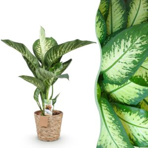 6182f4045a014cc98d858f0501253807a337fc8018c24bba855383786daf32b9.jpg Diefenbachia Tropic Snow - Dieffenbachia - Pflegeleicht - mit Korb - Grün