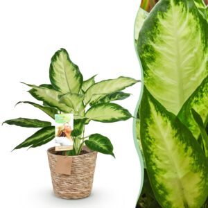 784295fbc73e44c6ab2d3d02a1c88f217211f8098d0c40dc8b3fd173f2903795.jpg Diefenbachia Camilla - Dieffenbachia - Pflegeleicht - mit Korb - Grün