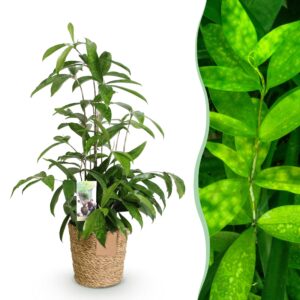eda30f8b8cdf48f39e25a0d9e3f4287c4b67249eb2404bdb9123da418361931f.jpg Dracaena surculosa - Drachenbaum - Pflegeleicht - mit Korb - Grün