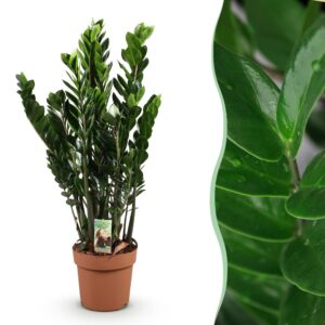 c82a715fa2014949b061331515c3015709d2dd1fe4044037822ea9fdde9bfe2e.jpg Zamioculcas - ZZ plant - Pflegeleicht - Grün