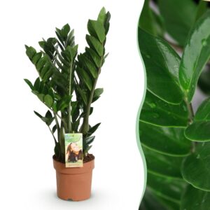 c6dda758dc0e44e087f648775a79c1e59b13a09dd3f142d88ebb21db110d3ddd.jpg Zamioculcas - ZZ plant - Pflegeleicht - Grün