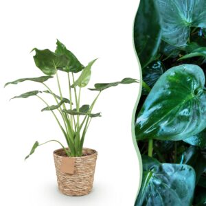 5590cc5c22434e96aaccb48086e07e2ec66eb59951054c5bb75ba89ee4110b8e.jpg Alocasia Cucullata - Buddhas Hand - Pflegeleicht - mit Korb - Grün