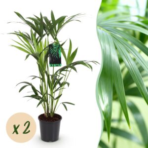 2a27bc3f2de441f8a33e4a78244a91ad4d6d9e94e3ab44e1b0c16836064d9263.jpg Howea Forsteriana - Kentia Palm - Pflegeleicht - Grün - 2 Pflanzen