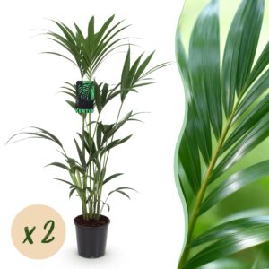 224dc16a93e3458d8710422a5c004e597541903b8f804e058f80c3c92b7d3368.jpg Howea Forsteriana - Kentia Palm - Pflegeleicht - Grün - 2 Pflanzen