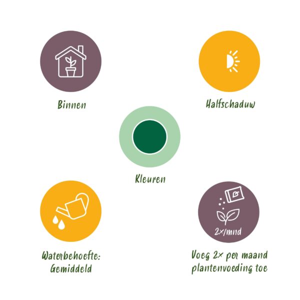 Howea Forsteriana - Kentia Palm - Pflegeleicht - Grün - 2 Pflanzen