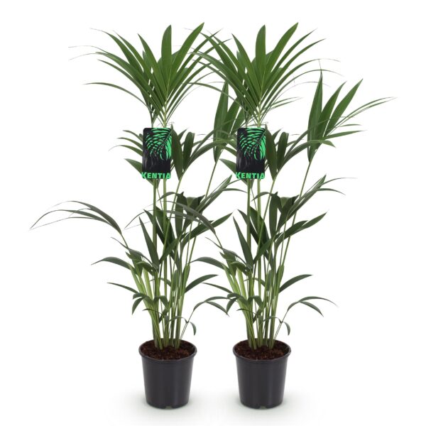 Howea Forsteriana - Kentia Palm - Pflegeleicht - Grün - 2 Pflanzen