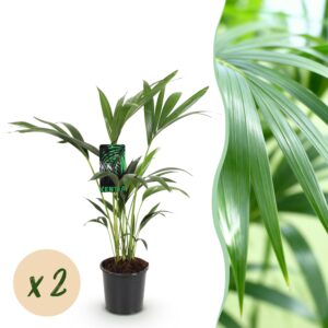 5625f265bb3640589b6d98f98e67edb144f8c9346fa34cb0a9c3ca30e28dde8b.jpg Howea Forsteriana - Kentia Palm - Pflegeleicht - Grün - 2 Pflanzen