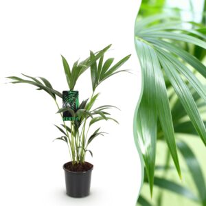 6d43bfb90de645018532d4325e37e8b7ec7423126c3e4040aa109a21cf97546a.jpg Howea Forsteriana - Kentia Palm - Pflegeleicht - Grün