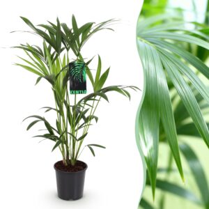 93fcd3ead46d47b59e73ea02b58be67da92715346f13488a86fccb87d968b22a.jpg Howea Forsteriana - Kentia Palm - Pflegeleicht - Grün