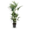 Howea Forsteriana - Kentia Palm - Pflegeleicht - Grün