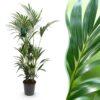Howea Forsteriana - Kentia Palm - Pflegeleicht - Grün