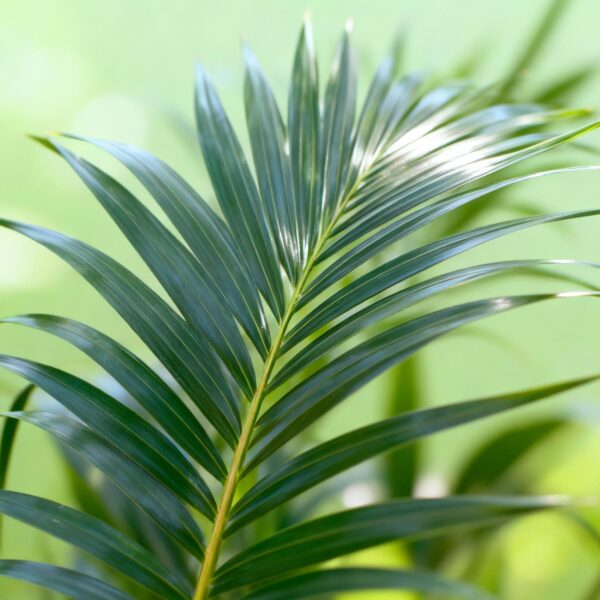 Howea Forsteriana - Kentia Palm - Pflegeleicht - Grün