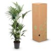 Howea Forsteriana - Kentia Palm - Pflegeleicht - Grün