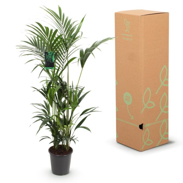 Howea Forsteriana - Kentia Palm - Pflegeleicht - Grün