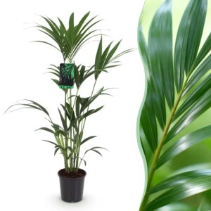 aa00a084ec044c6b8dd6dd9dcdeab96111f3d19748ea40dbadbe4a49fdee4c45.jpg Howea Forsteriana - Kentia Palm - Pflegeleicht - Grün
