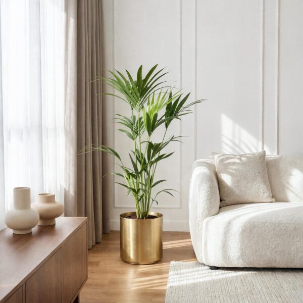 Howea Forsteriana - Kentia Palm - Pflegeleicht - Grün