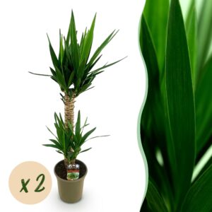 e6a938b53fd043ada2f5a3f9aa442b86d3831b3c46c945b5b0f0ae0c58cd4076.jpg Yucca elephantipes - Yucca - Pflegeleicht - Grün - 2 Pflanzen
