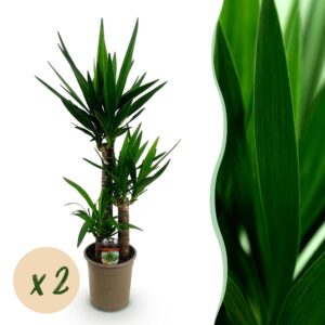 71920c817ce24e259c85abfb3761ae85858ec7549ff14c6e8a890920f68e8d03.jpg Yucca elephantipes - Yucca - Pflegeleicht - Grün - 2 Pflanzen