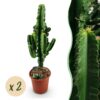 316f293bba78457baed37c55a025532522e8bc4b1207400b99ebb26e4d579612.jpg Euphorbia eritrea - Afrikanischer Milchbaum - Pflegeleicht - Grün - 2 Pflanzen