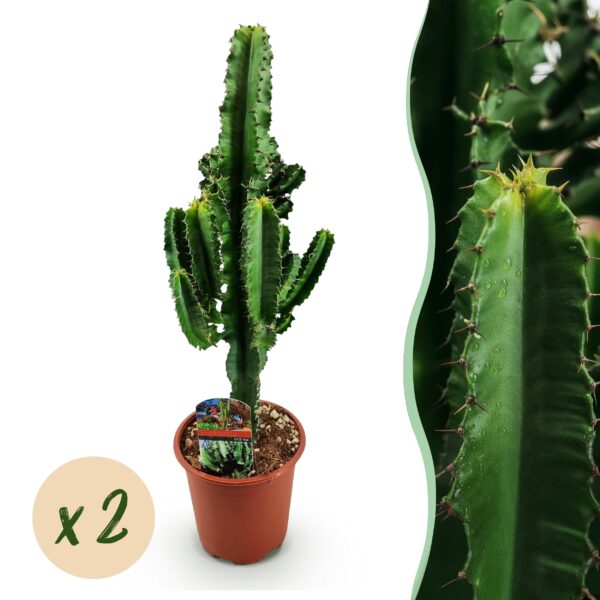 316f293bba78457baed37c55a025532522e8bc4b1207400b99ebb26e4d579612.jpg Euphorbia eritrea - Afrikanischer Milchbaum - Pflegeleicht - Grün - 2 Pflanzen