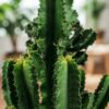 480e42bd534d4983b00700e01ff8599c83dfef64b00b4470a565b7e865eca5f7.jpg Euphorbia eritrea - Afrikanischer Milchbaum - Pflegeleicht - Grün - 2 Pflanzen