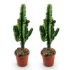 e5f2f9a3489249e3a3a04c9b9df7d8eb0efd71419747499699560e766ae50e99.jpg Euphorbia eritrea - Afrikanischer Milchbaum - Pflegeleicht - Grün - 2 Pflanzen