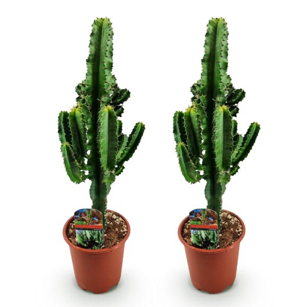 e5f2f9a3489249e3a3a04c9b9df7d8eb0efd71419747499699560e766ae50e99.jpg Euphorbia eritrea - Afrikanischer Milchbaum - Pflegeleicht - Grün - 2 Pflanzen