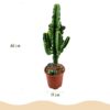 fc6f2353ddb64b088b09b1acf40c7f9a23eea884fb3e40efb9c64f54d8c9f52f.jpg Euphorbia eritrea - Afrikanischer Milchbaum - Pflegeleicht - Grün - 2 Pflanzen