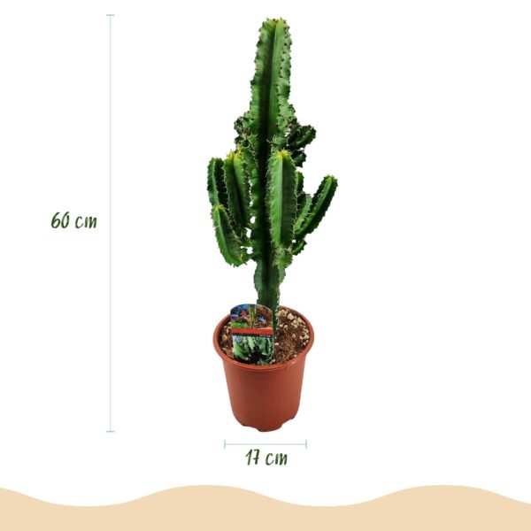 fc6f2353ddb64b088b09b1acf40c7f9a23eea884fb3e40efb9c64f54d8c9f52f.jpg Euphorbia eritrea - Afrikanischer Milchbaum - Pflegeleicht - Grün - 2 Pflanzen