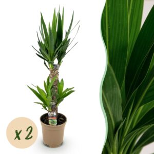 b531666d5cdf4451b94041ea6af46e15fe8478e6141b4cc2b866befc0277a5f5.jpg Yucca elephantipes - Yucca - Pflegeleicht - Grün - 2 Pflanzen