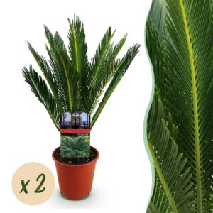 3a4d108f6def49b8b14b157850040c0508159809d2534bf7b9c516b26cde0d05.jpg Cycas revoluta - Palmfarn - Pflegeleicht - Grün - 2 Pflanzen