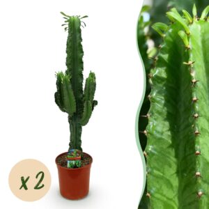 1cbcf6d3c95b482786feb547e4b590d73ed1cd831d064864b8f8509008c6bad9.jpg Euphorbia eritrea - Afrikanischer Milchbaum - Pflegeleicht - Grün - 2 Pflanzen