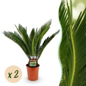 e57a606ade9a4e7f873e633d554cdcdb77c172147bc844aeb9fe2d54c464e447.jpg Cycas revoluta - Palmfarn - Pflegeleicht - Grün - 2 Pflanzen