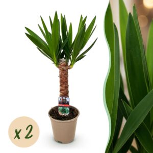 54ca92a5acc54902a21e2d6845082598ddf2b2e7d8a54ccbbe691ef85eb2d894.jpg Yucca elephantipes - Yucca - Pflegeleicht - Grün - 2 Pflanzen
