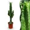 091a9506420c400184a6a3c9e534e10fab77c8a4710946a1980e26d17d337b37.jpg Euphorbia eritrea - Afrikanischer Milchbaum - Pflegeleicht - Grün
