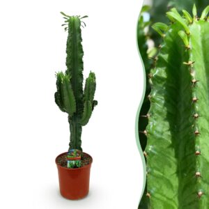091a9506420c400184a6a3c9e534e10fab77c8a4710946a1980e26d17d337b37.jpg Euphorbia eritrea - Afrikanischer Milchbaum - Pflegeleicht - Grün