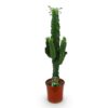 50e220a150a84a44bb302ca319084d9f7219c0596ce84c64be983039b6665a25.jpg Euphorbia eritrea - Afrikanischer Milchbaum - Pflegeleicht - Grün