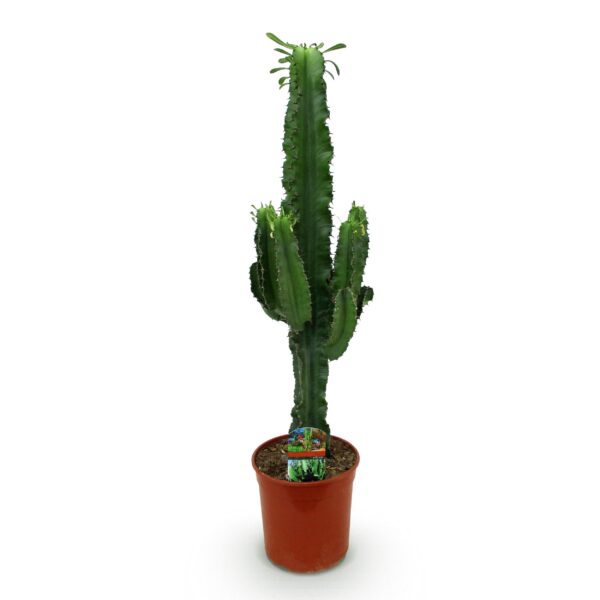 50e220a150a84a44bb302ca319084d9f7219c0596ce84c64be983039b6665a25.jpg Euphorbia eritrea - Afrikanischer Milchbaum - Pflegeleicht - Grün