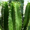 7183287fed31422bb8c8adf3e12bcc30145ee1eed6844be2ab9e94c24f7f62ff.jpg Euphorbia eritrea - Afrikanischer Milchbaum - Pflegeleicht - Grün