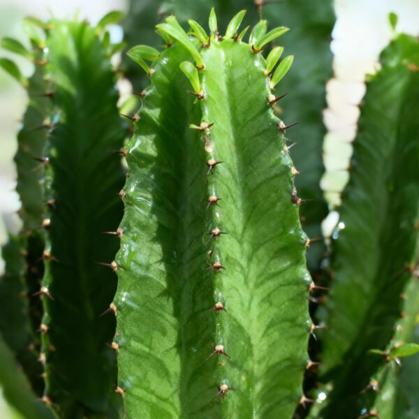 7183287fed31422bb8c8adf3e12bcc30145ee1eed6844be2ab9e94c24f7f62ff.jpg Euphorbia eritrea - Afrikanischer Milchbaum - Pflegeleicht - Grün
