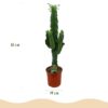 fa3d56685a0c46f89e85e7539bbb23ed4228a2e4457644d096d3de87d09448f3.jpg Euphorbia eritrea - Afrikanischer Milchbaum - Pflegeleicht - Grün