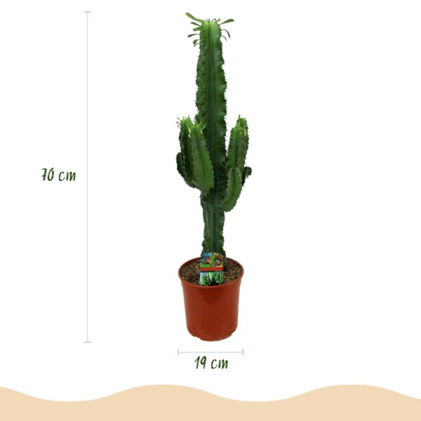 fa3d56685a0c46f89e85e7539bbb23ed4228a2e4457644d096d3de87d09448f3.jpg Euphorbia eritrea - Afrikanischer Milchbaum - Pflegeleicht - Grün